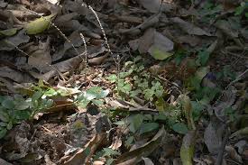 Image result for Cyathula polycephala