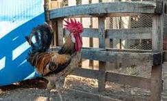 Gallinero Images – Browse 683 Stock Photos, Vectors, and ...