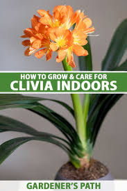 Image result for clivia