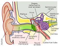 Inner ear malformations cause snhl with variable severity, symmetry, and degree of progression. Middle Ear Wikipedia
