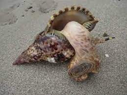 La caracola es muy importante en el medio ambiente. Caracol En La Playa Punta Cocles Costa Rica Youtube