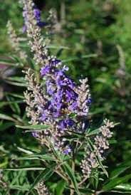 Image result for Vitex obovata
