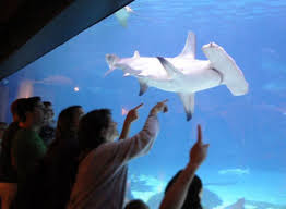 Celebrate Adventure Aquarium S Summer Of The Shark With The Only Great Hammerhead In Captivity In The U S Shark S Shark Adventure