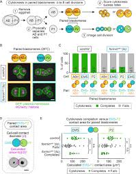 All of the following cytokines induce fever except _____. Cell Intrinsic And Extrinsic Mechanisms Promote Cell Type Specific Cytokinetic Diversity Elife