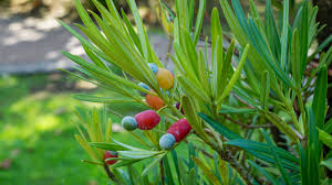 Image result for Podocarpus