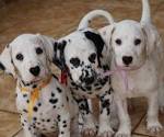 Dalmatian Puppies For Sale - AKC PuppyFinder