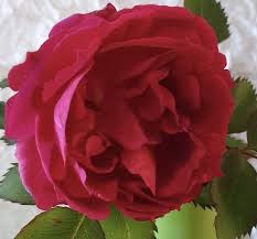 Epingle Par Rmb2 Sur Les Roses En 2020