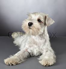 We are the best miniature schnauzer breeder of local mini schnauzer puppies in the area because of the excellent customer service we offer and the high quality of puppy that will leave our home. White Miniature Schnauzer Puppy 3 Stock Image Colourbox