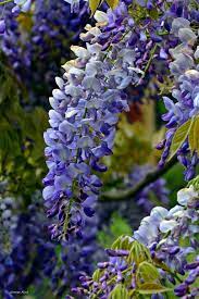 Pin On Flowers Plants