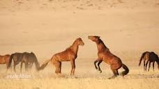 Saving Namibia's Wild Horses | CNN
