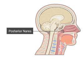 Nose And Nasal Cavity Structure Functions