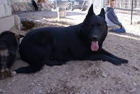 Check spelling or type a new query. German Shepherd Puppies For Sale German Shepherd Breeder German Shepherd Breeders Michigan Http Www Browninghausgermanshepherds Com