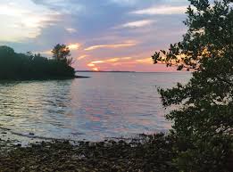 Image result for Cyperus longicarpus