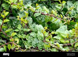 Image result for Basellaceae