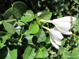 Image result for Carissa praetermissa