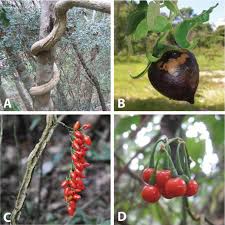 Image result for Solanum terminale
