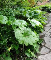 Synonyms darmera peltata 'umbrella plant' peltiphyllum peltatum. Darmera Peltata