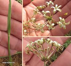 Image result for Kohautia