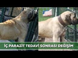 Ic Parazit Tedavi Sonrasi Inanilmaz Degisim Youtube