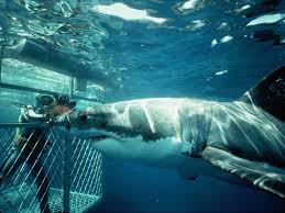 Great White Shark Diving - Harry's Dive Shop