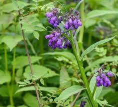 Image result for Nectaropetalum