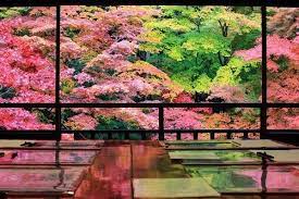 瑠璃光院 rurikoin kyoto 風景 紅葉 風景 日本庭園