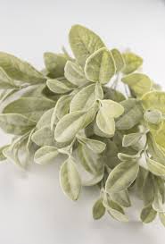 Image result for bay leaf bush foto