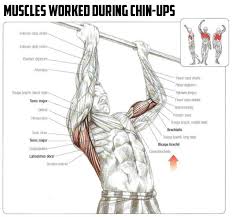 pin by gary freeman on health workout back exercises