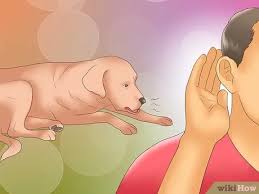 Can you spot cancer symptoms in dogs and cats? 3 Ways To Recognize Kennel Cough In Dogs Wikihow