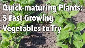 This study was conducted considering summer season vegetable farms, which represents about 50 % in vegetable production as our previous work 45 was for winter season vegetable farm that used. Quick Maturing Plants 5 Fast Growing Vegetables To Try