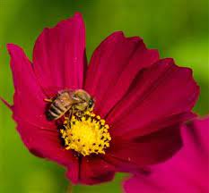 The Real Meaning Of Cosmos Flowers You Wished To Know About Gardenerdy