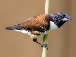 Image result for Oreobambos buchwaldii