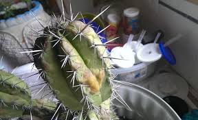 Leave them in the sun for a little while the more experience you have with raising cacti, the more you understand it's probably a bad thing. How Fast Do Cactus Grow Tricks To Make A Cactus Grow Faster