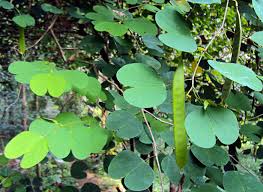 Image result for Bauhinia tomentosa