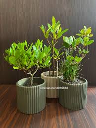 Image result for Rhizophora racemosa