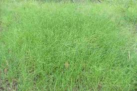 Image result for Digitaria seriata