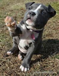 Sizce En Sevimli Hangisi Pit Puppies Pitbull Puppies Puppies