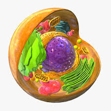 Find deals on products in educational toys on amazon. Animal Eukaryote Cell 3d Modell Turbosquid 636609