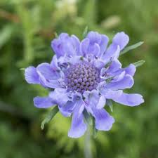 We did not find results for: Flowers That Symbolize Peace A To Z Flowers