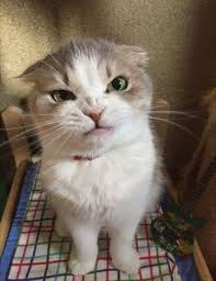 Hi Ferguso This Is A Cute Cat V Pet Binatang Kucing Bayi Kucing Cantik