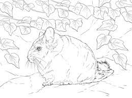Coloriage Chinchilla A Queue Courte Coloriages A Imprimer Gratuits