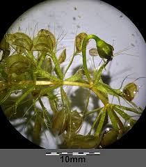 Image result for Aldrovanda