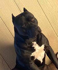 Sin City Pits Las Vegas Xl Pitbull Breeders Puppies For Sale Pitbulls Pitbull Breeders American Pitbull Terrier