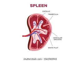 All about anatomy, functions and diseases of the spleen can be found here. Spleen Vector Anatomy Organ Stock Vector Royalty Free 1561965943
