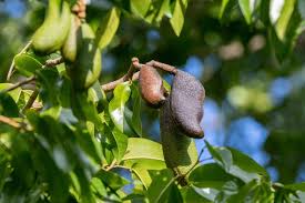 Image result for Hymenaea courbaril