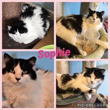 If you are interested in adopting one of our wonderful rescue animals, volunteering, or sponsoring a pet, please contact us today by calling: 12 Cats For Adoption On Long Island