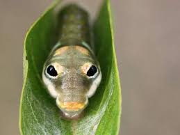 Black And White Striped Caterpillar With Yellow Sides 8 Spectacular Caterpillars That Look Like Snakes Animals Nature Animals Caterpillar