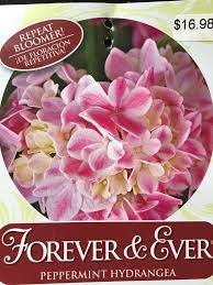 Check spelling or type a new query. Peppermint Hydrangea Won T Bloom Hometalk