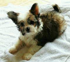 Chipoo Chihuahua Poodle Mix Puppy Dog Images Poodle Mix Breeds