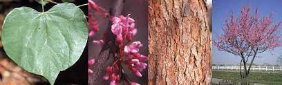 The eastern redbud was adopted in 1937 as the state tree of oklahoma, where it grows throughout the valleys and ravines in early spring, painting the landscape pink. Redbud Ohio Department Of Natural Resources